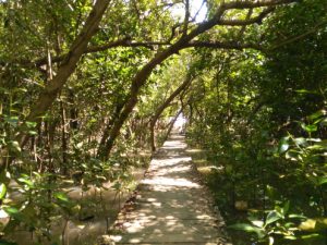 Mangrove Pemalang/ Foto: Prajna Vita